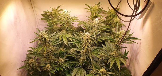 Growreport Bild 1
