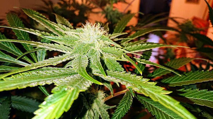 Growreport Bild 10