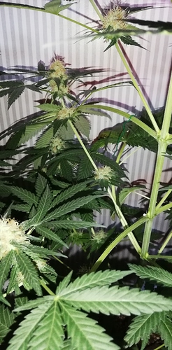 Growreport Bild 3