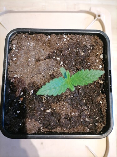 Growreport Bild 11