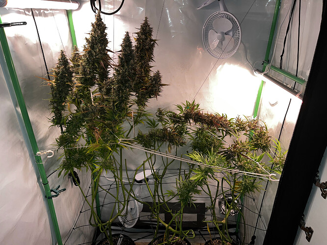 Growreport Bild 1