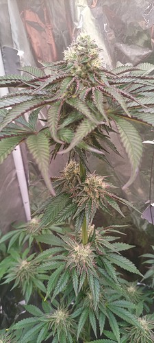 Growreport Bild 19