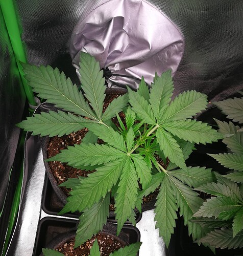 Growreport Bild 184