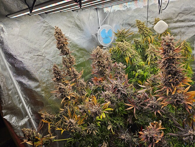Growreport Bild 3