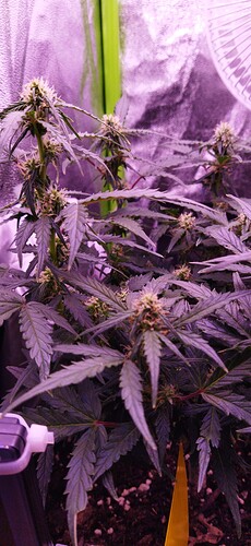 Growreport Bild 82
