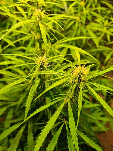 Growreport Bild 14