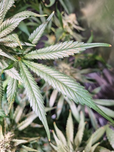 Growreport Bild 27