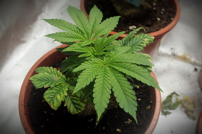 Growreport Bild 2