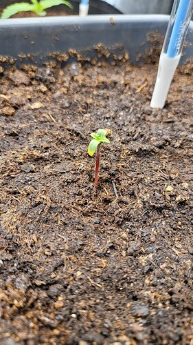 Growreport Bild 121