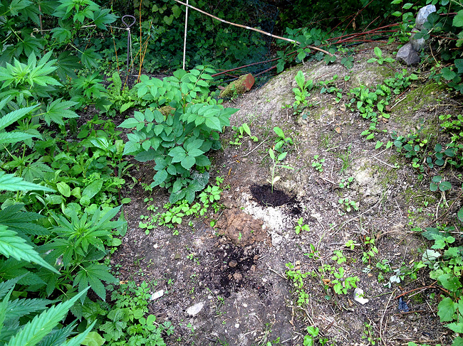 Growreport Bild 24