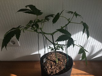 Growreport Bild 5