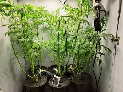 Growreport Bild 1