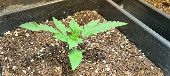Growreport Bild 1