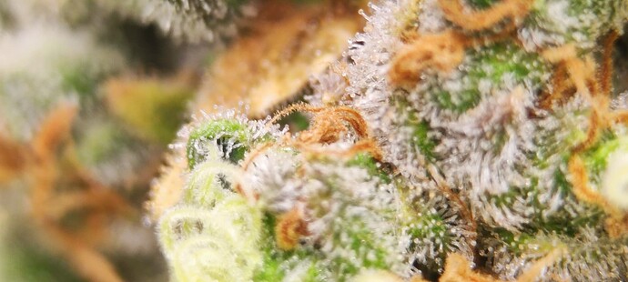 Growreport Bild 34