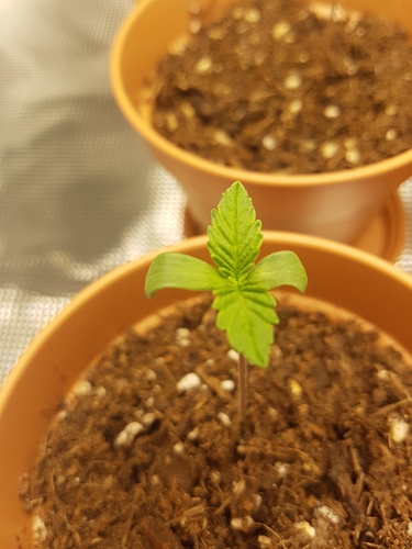 Growreport Bild 13
