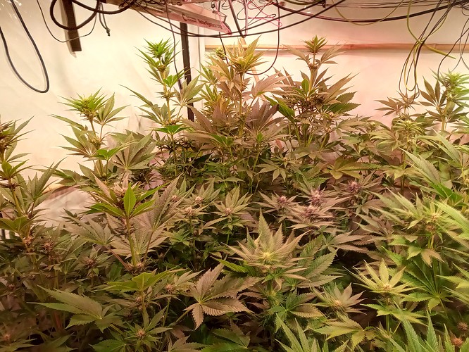 Growreport Bild 40