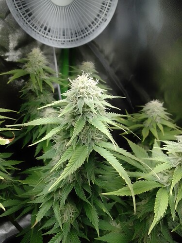 Growreport Bild 5