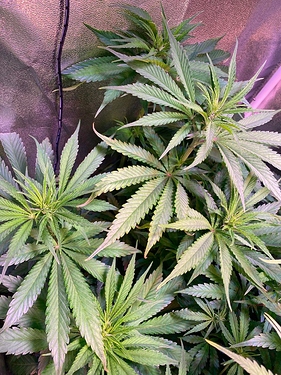 Growreport Bild 3