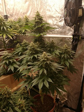 Growreport Bild 14