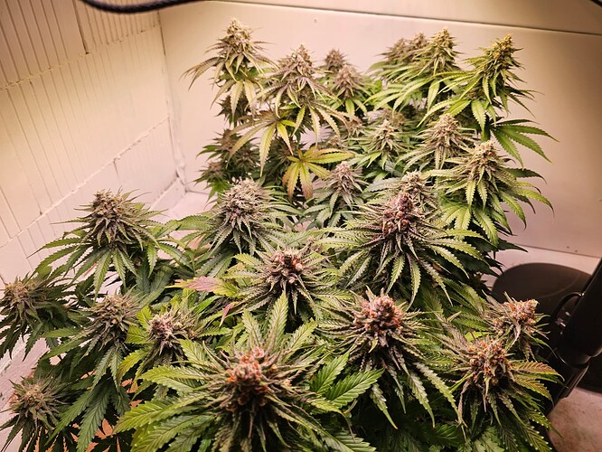 Growreport Bild 20