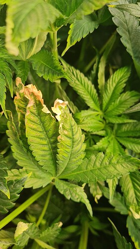 Growreport Bild 8