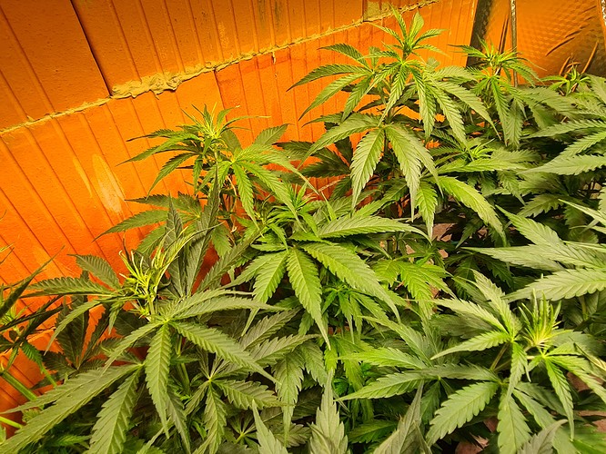 Growreport Bild 3