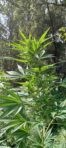 Growreport Bild 5