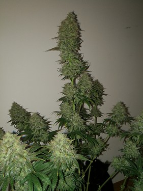 Growreport Bild 6