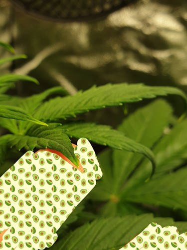 Growreport Bild 8