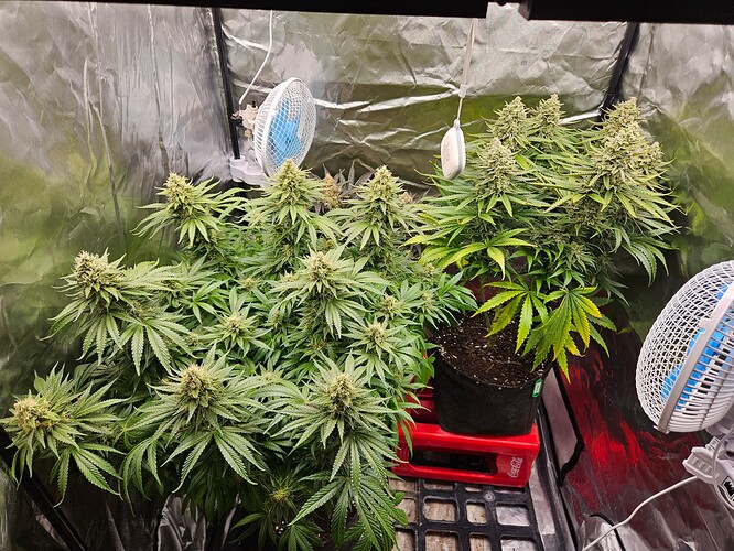 Growreport Bild 55