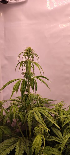 IMG_20221115_180302