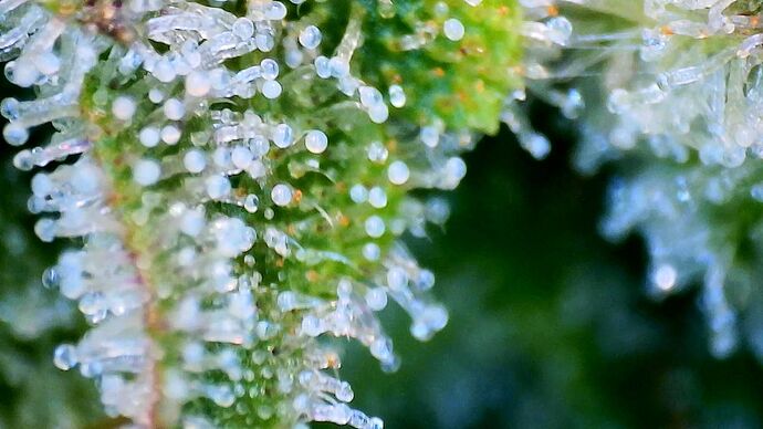 Growreport Bild 24
