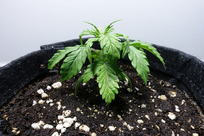 Growreport Bild 1