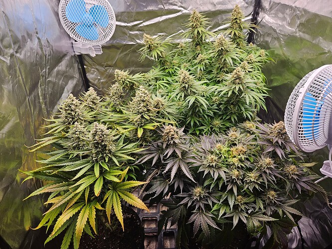 Growreport Bild 52