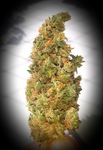 Growreport Bild 4