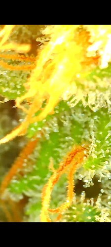 Growreport Bild 42