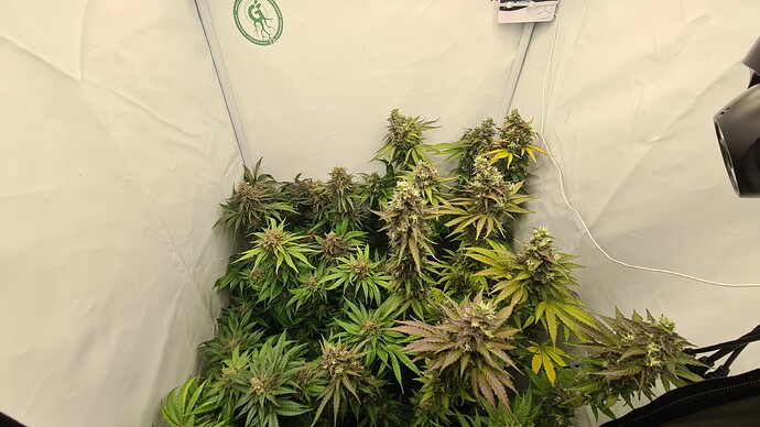 Growreport Bild 20