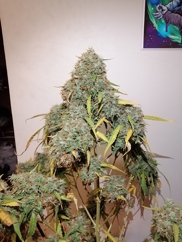 Growreport Bild 2