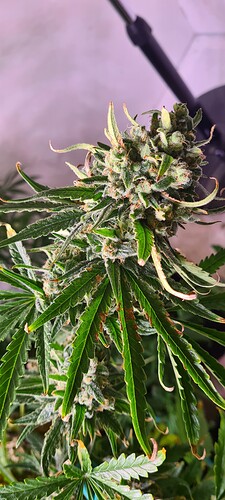 Growreport Bild 1
