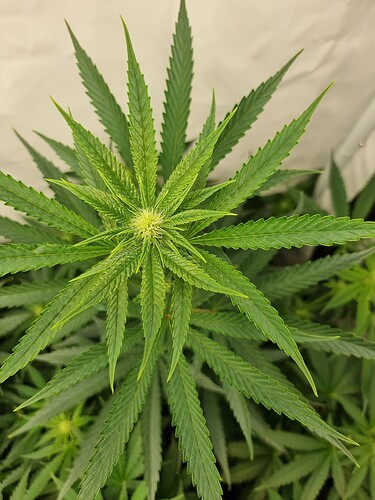Growreport Bild 98