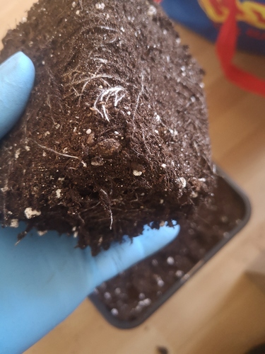 Growreport Bild 10
