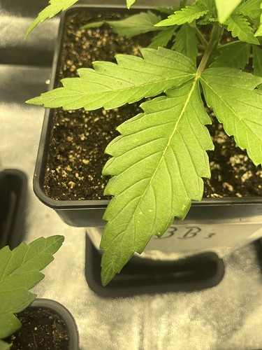 Growreport Bild 4