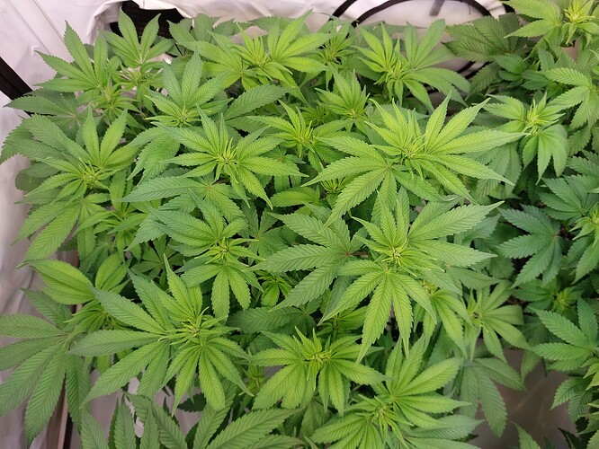 Growreport Bild 2