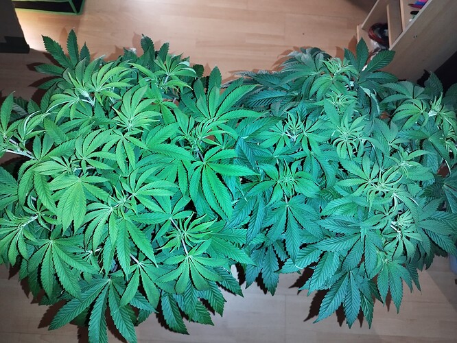 Growreport Bild 7