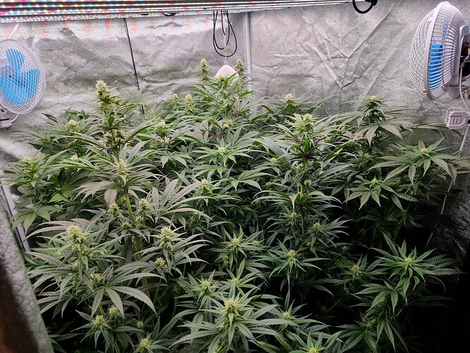 Growreport Bild 12