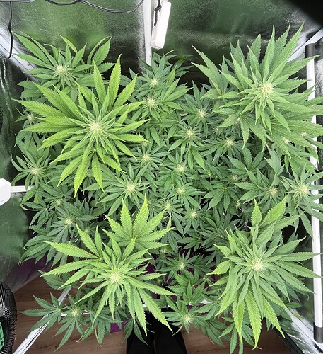 Growreport Bild 19