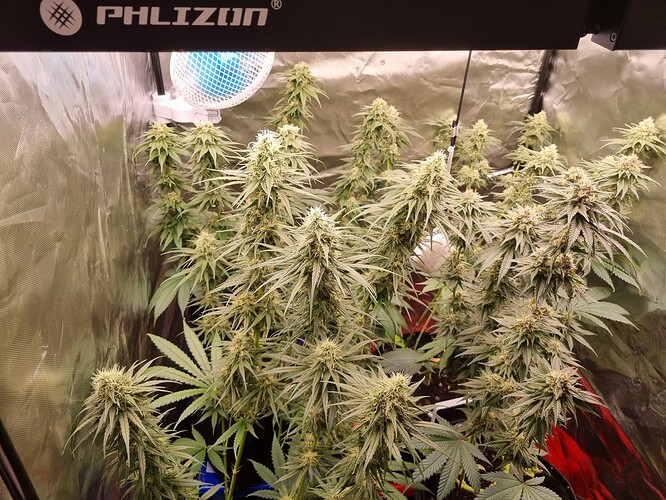 Growreport Bild 27