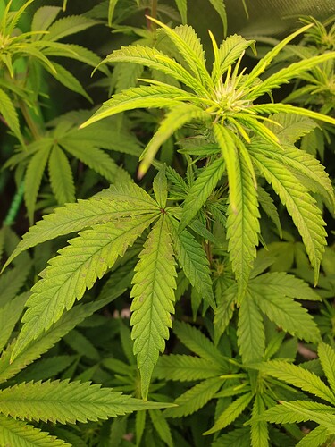 Growreport Bild 2