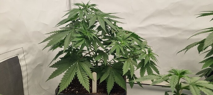 Growreport Bild 8