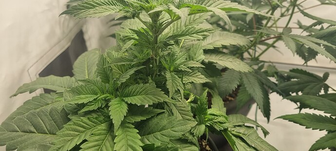 Growreport Bild 18